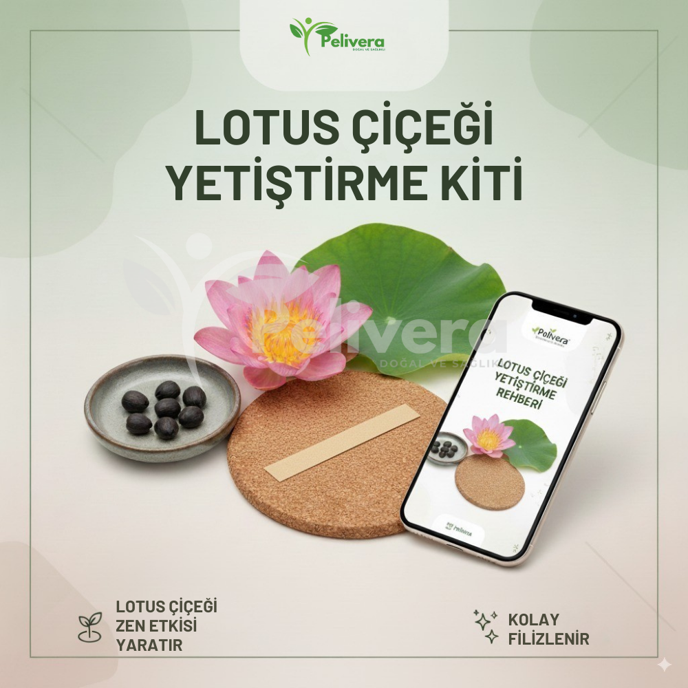 Pelivera® Lotus Çiçeği Tohumu - 5'Lİ PAKET