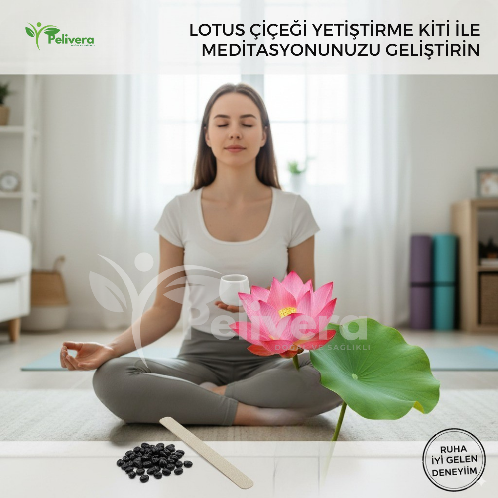 Pelivera® Lotus Çiçeği Tohumu - 5'Lİ PAKET
